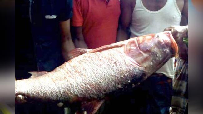 silver curp fish