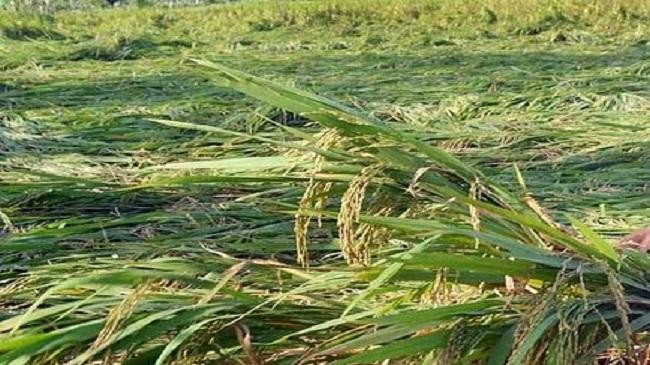 sitrang paddy