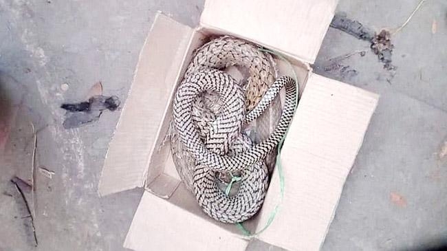 snake gift to up chairman