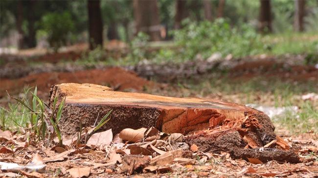 sohrawardi tree