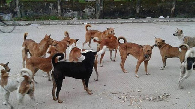 street dog