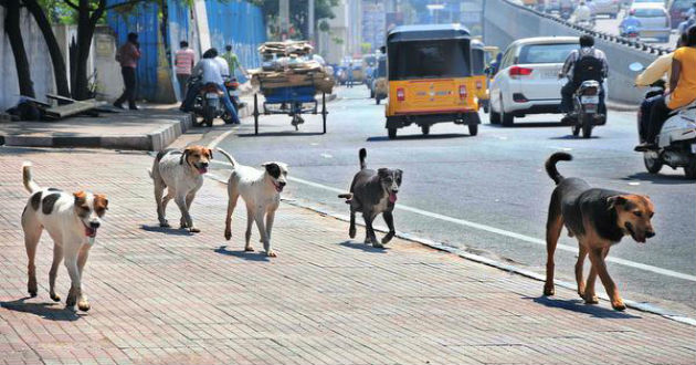 street dogs