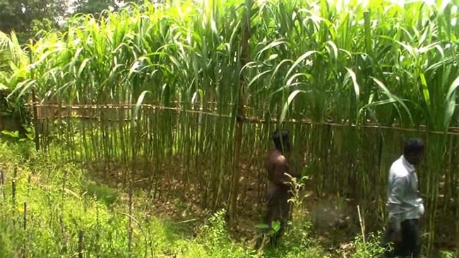 sugar cultivation cumilla