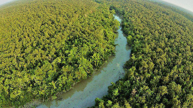 sundarban