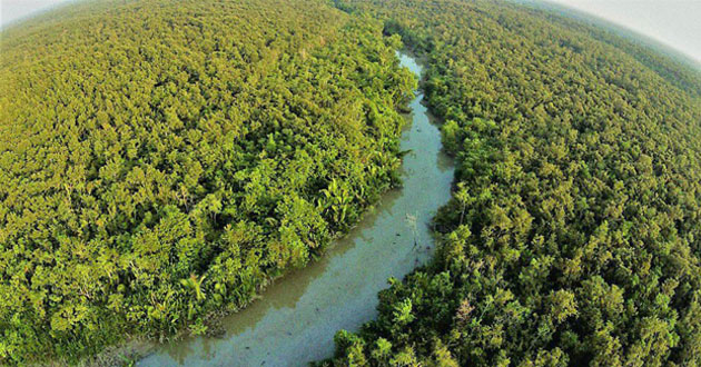 sundarban bird eye view