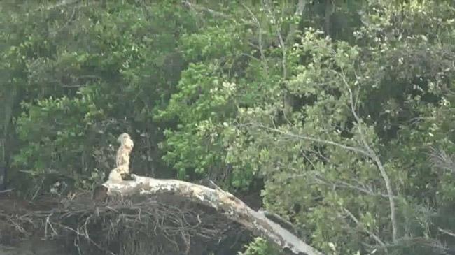 sundarban cycolen 1