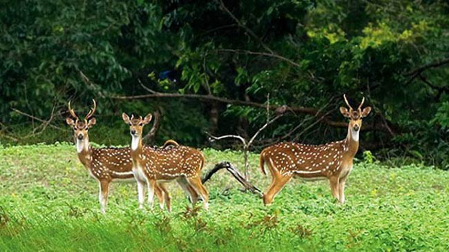 sundarban deer