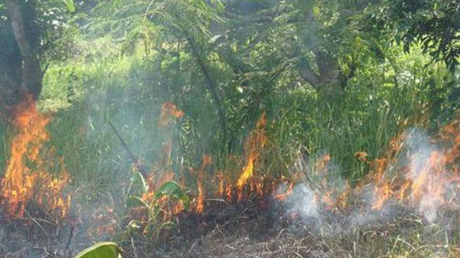 sundarban fire1