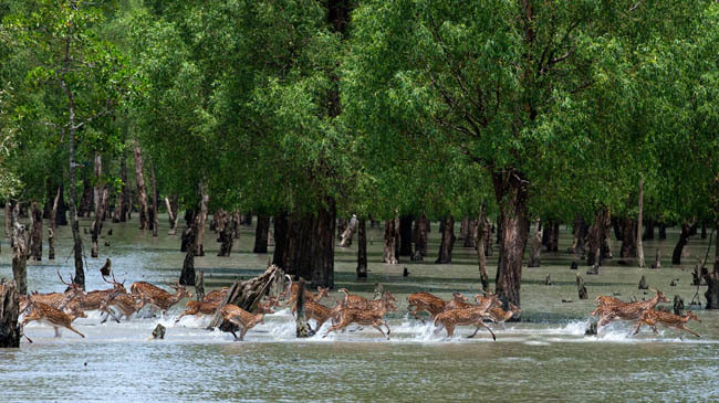 sundarban