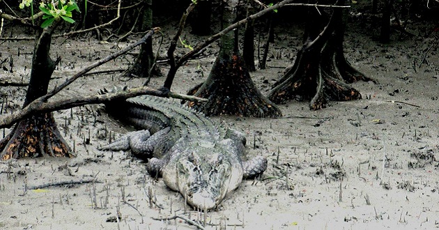 sundarban1