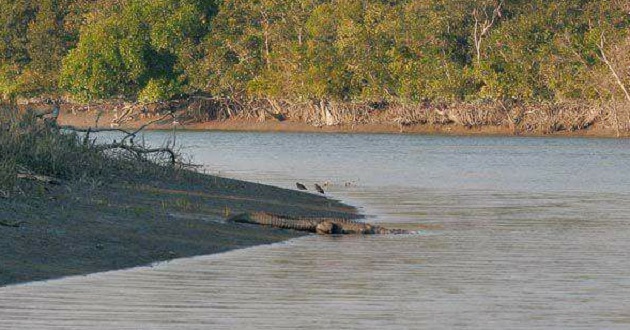 sundarban2