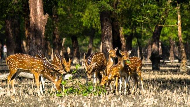 sundarbans deer