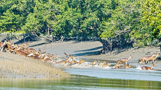 sundarbans