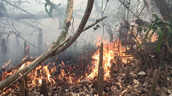 sundarbon fire