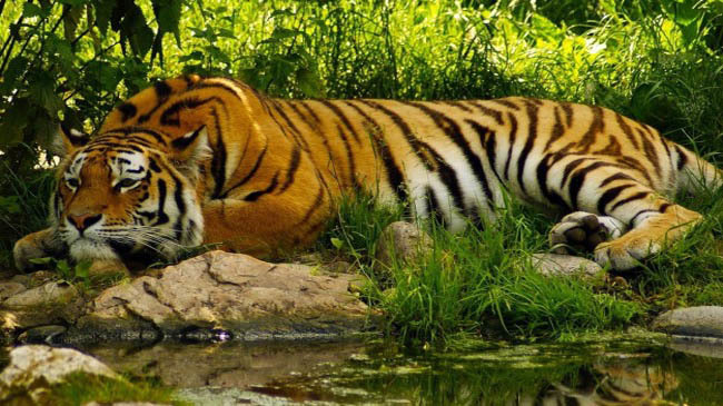 sunderban tiger