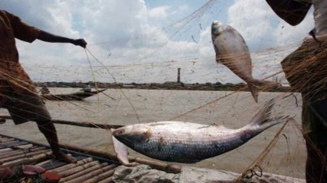 swarms of silver hilsa