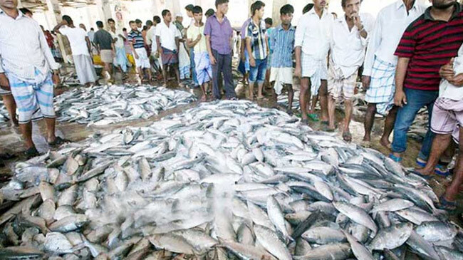 swarms of silver hilsa 1