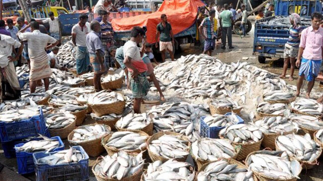 swarms of silver hilsa 2