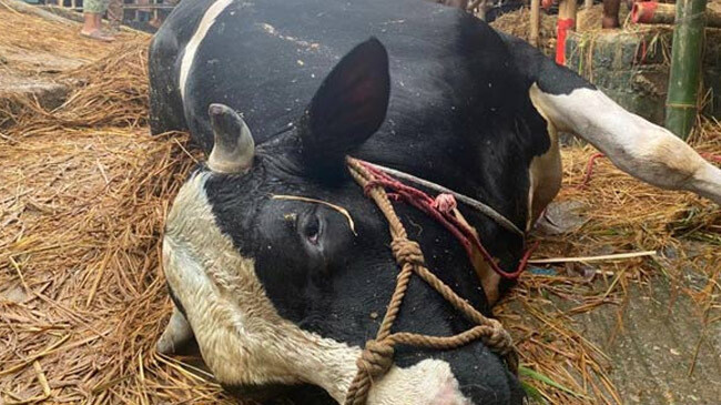 sylhet cow ded hat