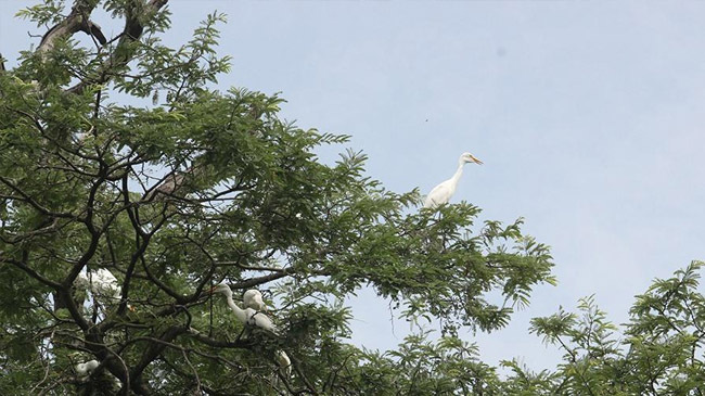 tamarind tree 2