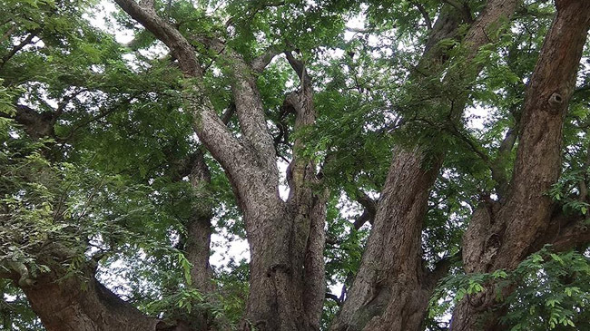 tamarind tree 3