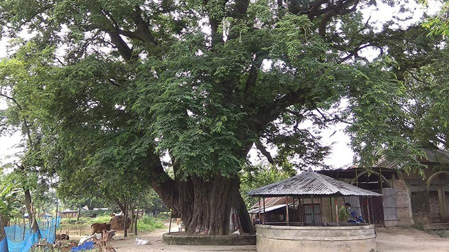 tamarind tree