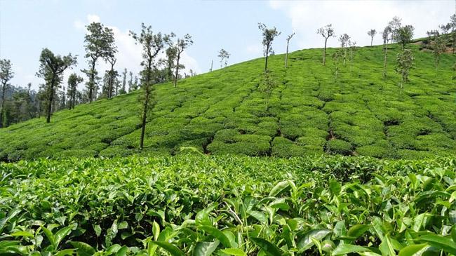 tea forest