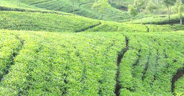 tea garden