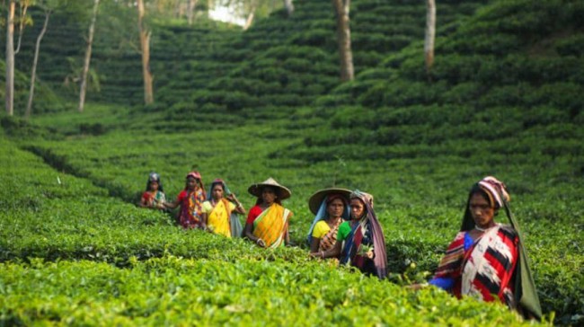 tea garden 1