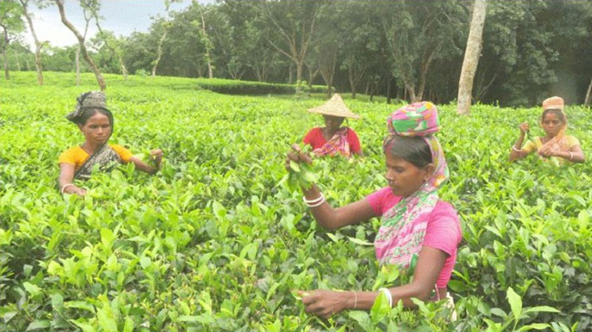 tea production