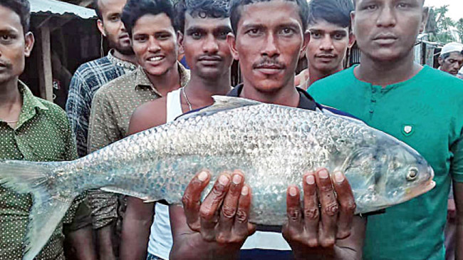 three kilograms hilsa