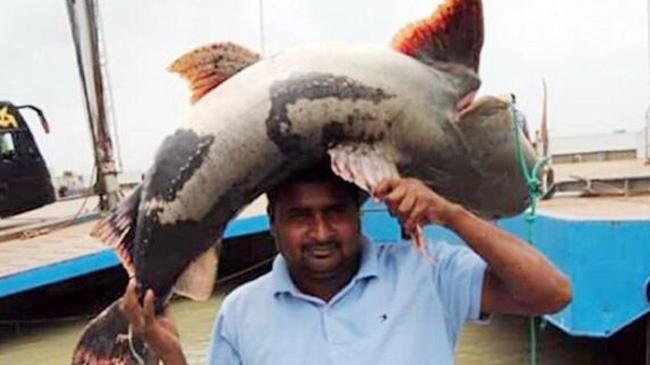 tiger fish caught in padama