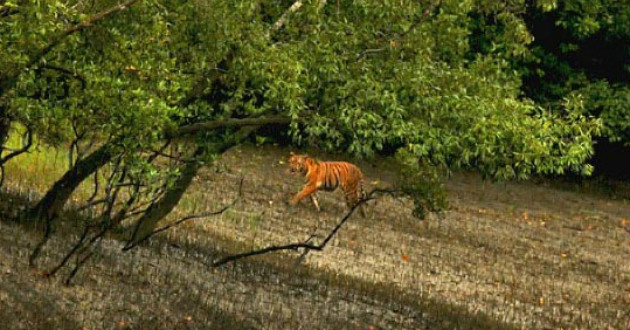 tiger in sundarbans