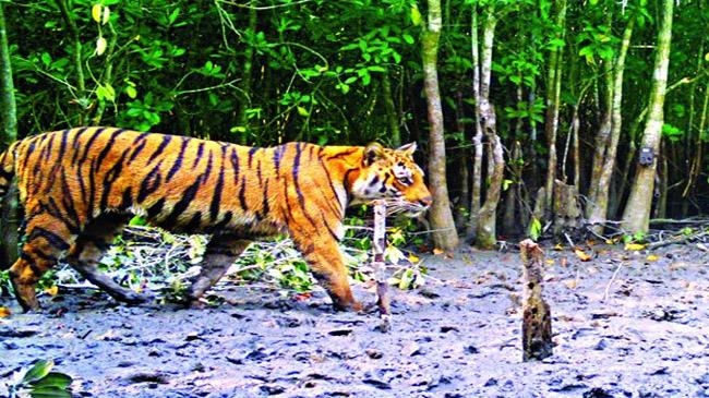 tiger in sunderban