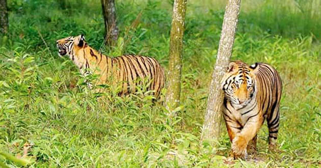 tiger in the sundarbans