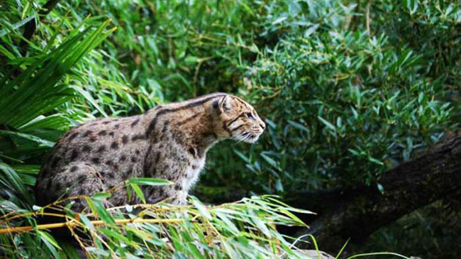 tiger in village