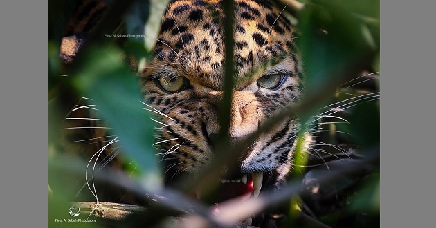 tiger killed in panchagarh
