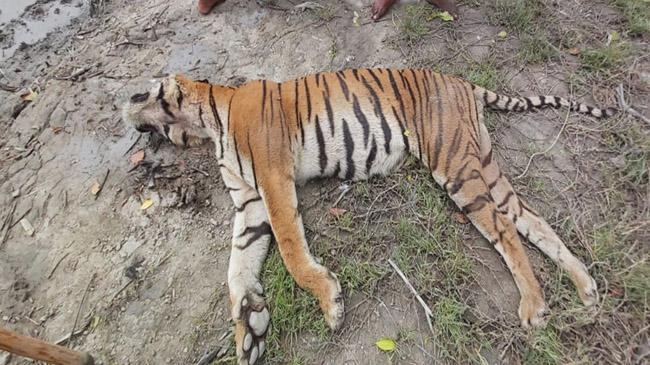 tiger lost live sunderban
