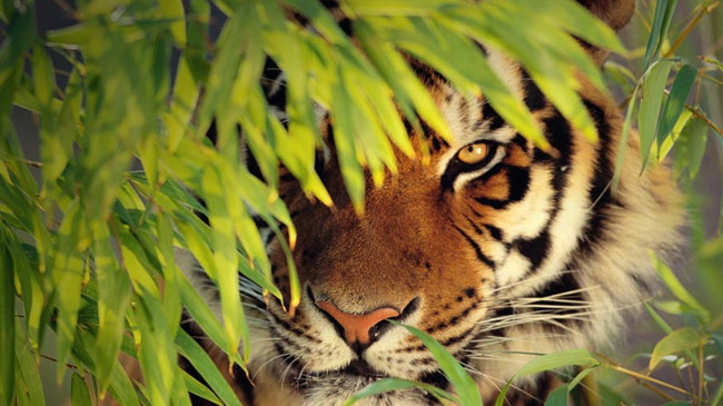 tiger pic