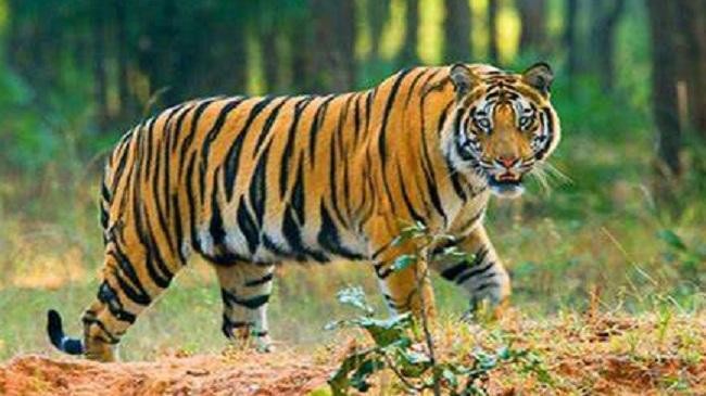 tiger