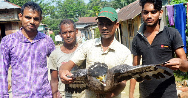 tila nag eagle recovered from srimangal