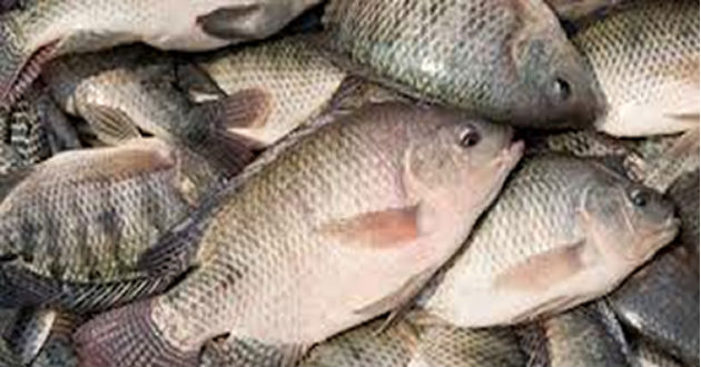 tilapia fishes