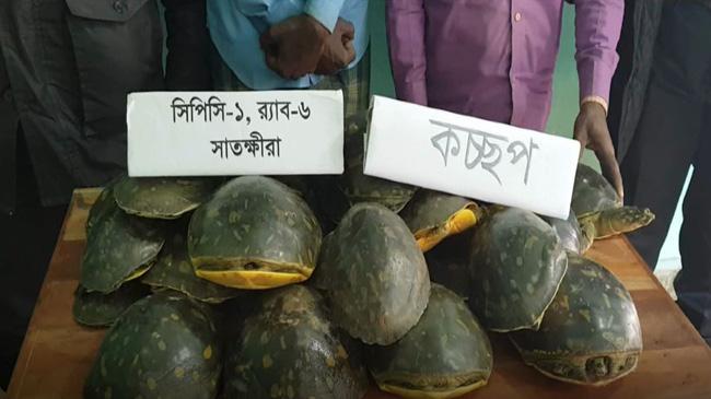 tortoise recover in sathkhira