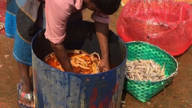 toxic colors of marine fish