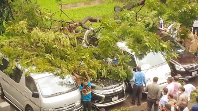 tree car secretariat