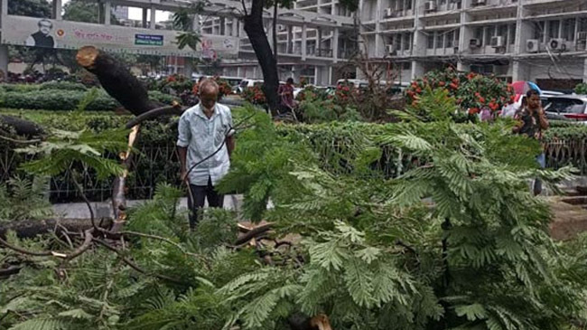 tree car secretariat 1