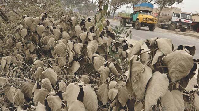 tree dust dhaka city1