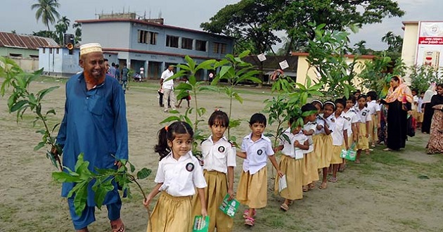 tree plantation