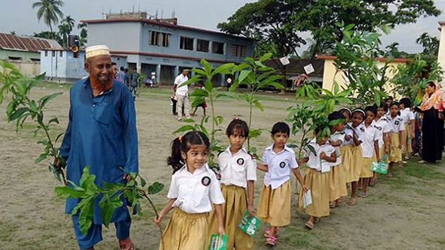 tree plantation 2