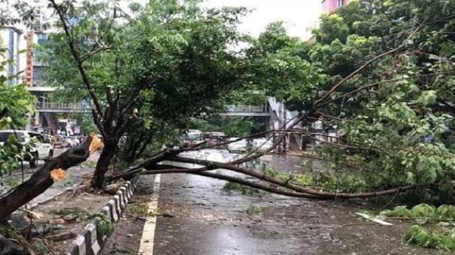 tree uprooted 1